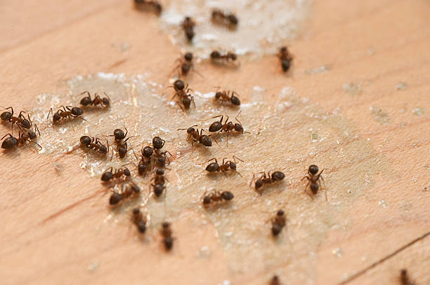  Wilton, CA Pest Control Pros