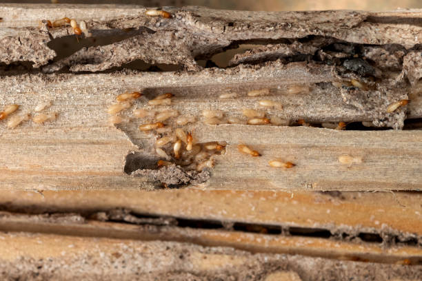 Best Pest Control Near Me in Wilton, CA