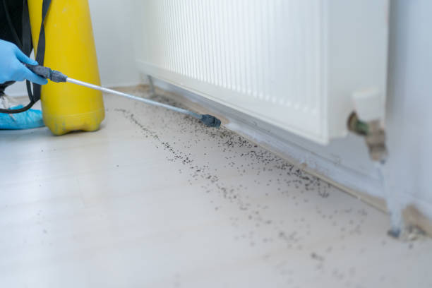 Wasp Removal Services in Wilton, CA