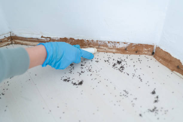 Pest Prevention Services in Wilton, CA